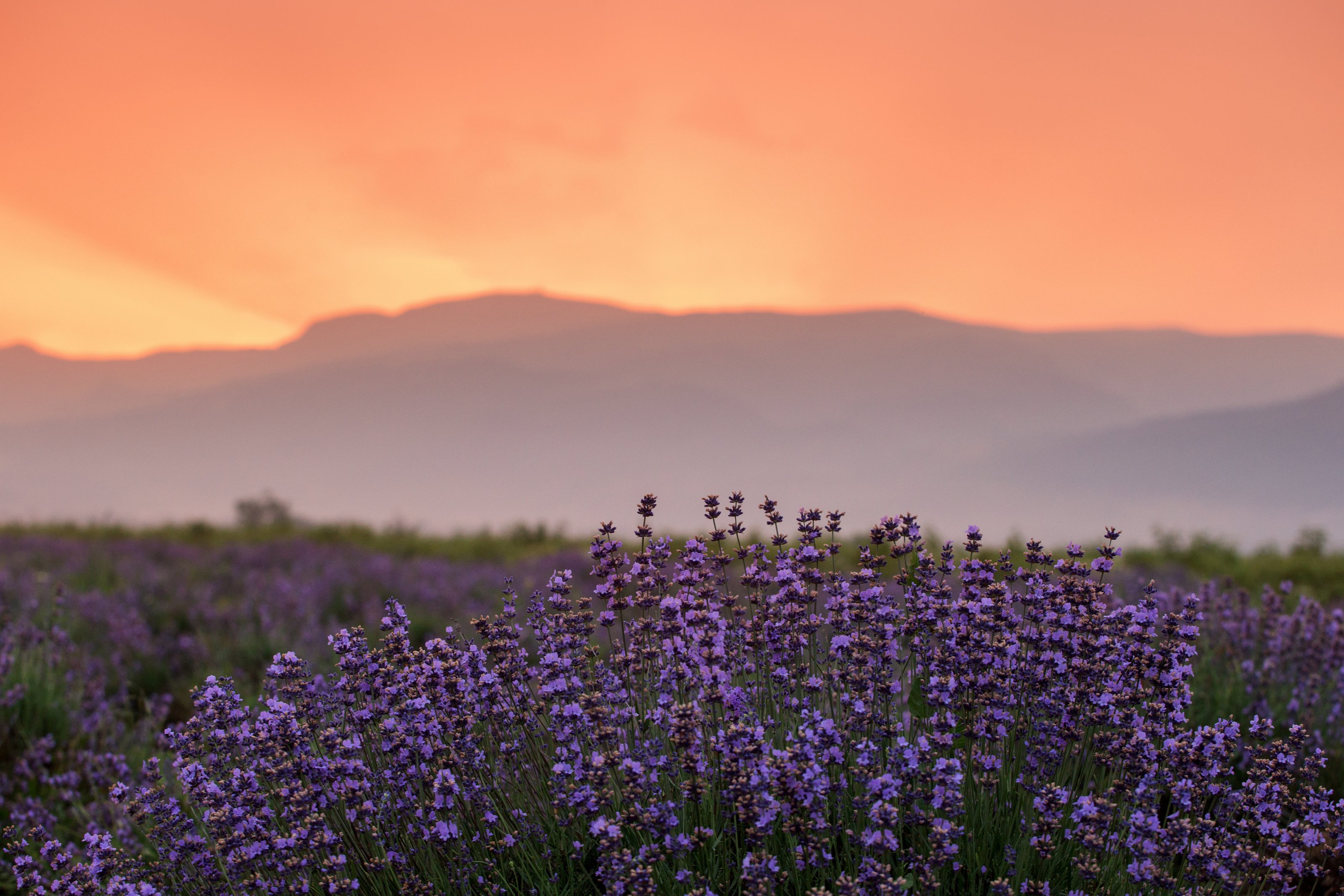 Sunset field