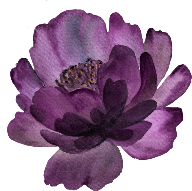 Watercolor Dark Purple Peony Flower Illustration Element